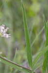 Longleaf milkweed